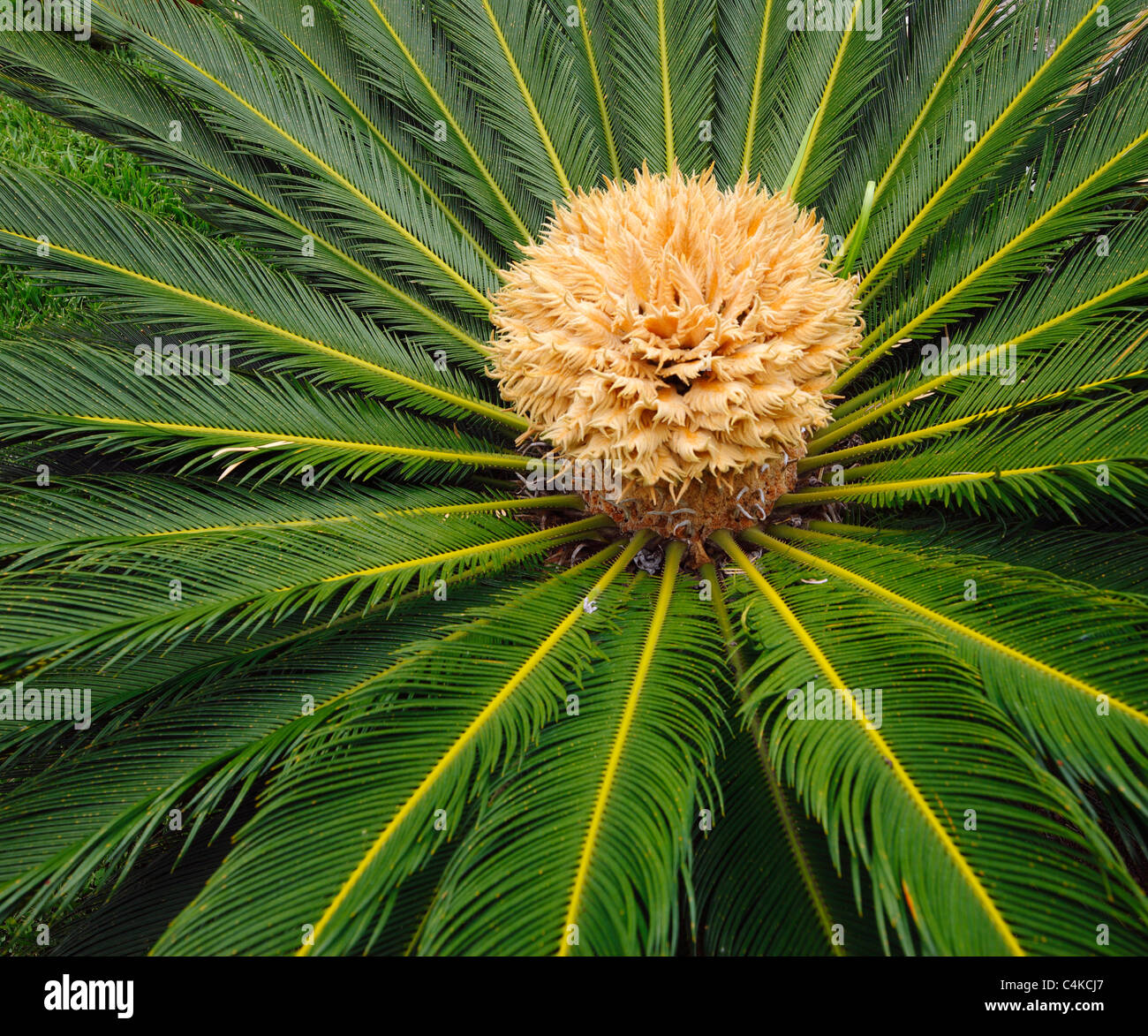 Blühende Sago, Cycas Revoluta. Stockfoto