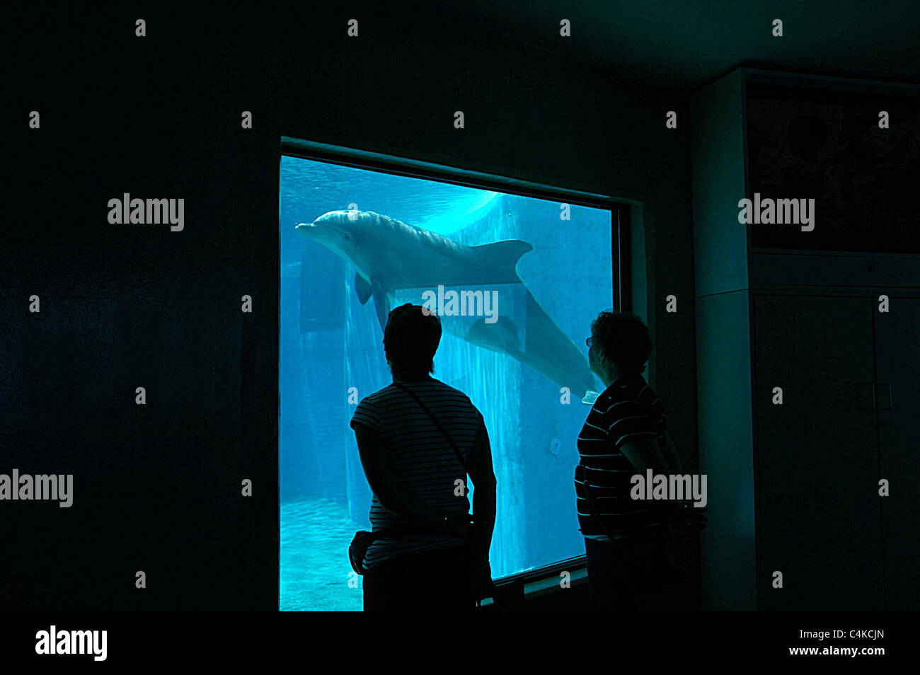 Ein paar Touristen beobachten einen Delphin durch ein Fenster in der Seite ein Delphinarium im Mirage Hotel in Las Vegas, Nevada. Stockfoto