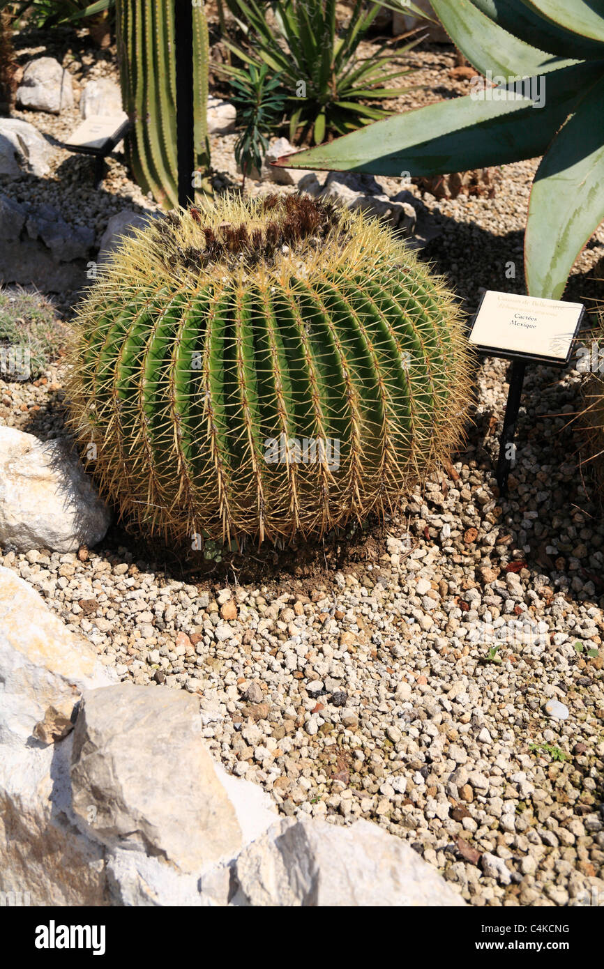 Mutter in Laws Kissen sphärische runden Kaktus botanischen in einem Garten am Eze Cote d ' Azur Echinocactus Grusonii Gesetz Gesetze Stockfoto