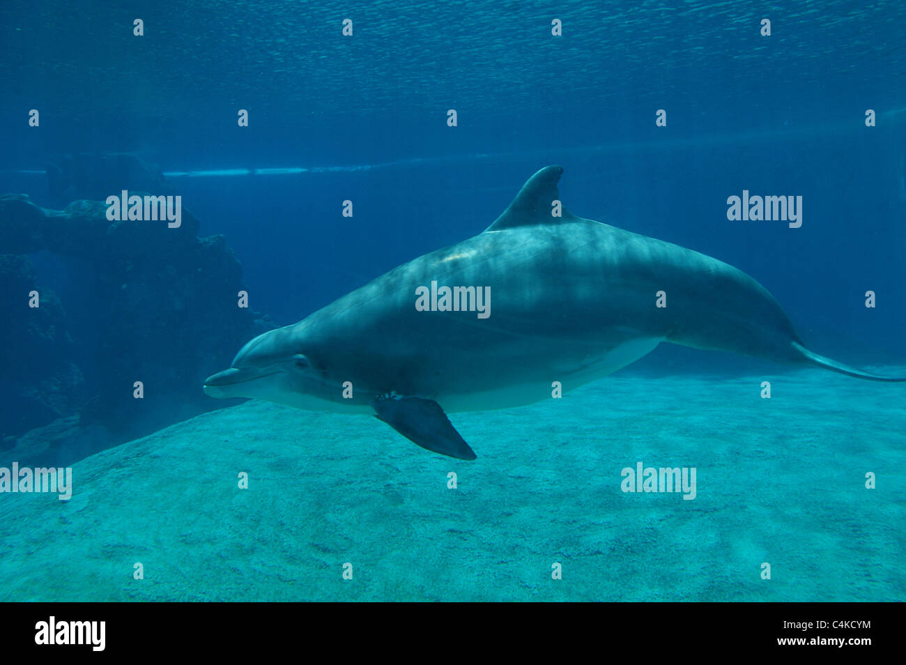 Ein Delphin schwimmt durch einen Pool an Siegfried & Roys Secret Garden und Dolphin Habitat im Mirage Hotel in Las Vegas. Stockfoto