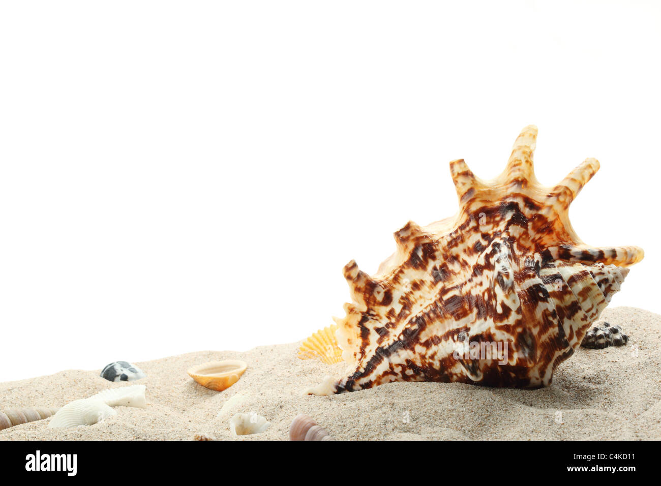 Muscheln auf Sand, isoliert auf weißem Hintergrund. Stockfoto