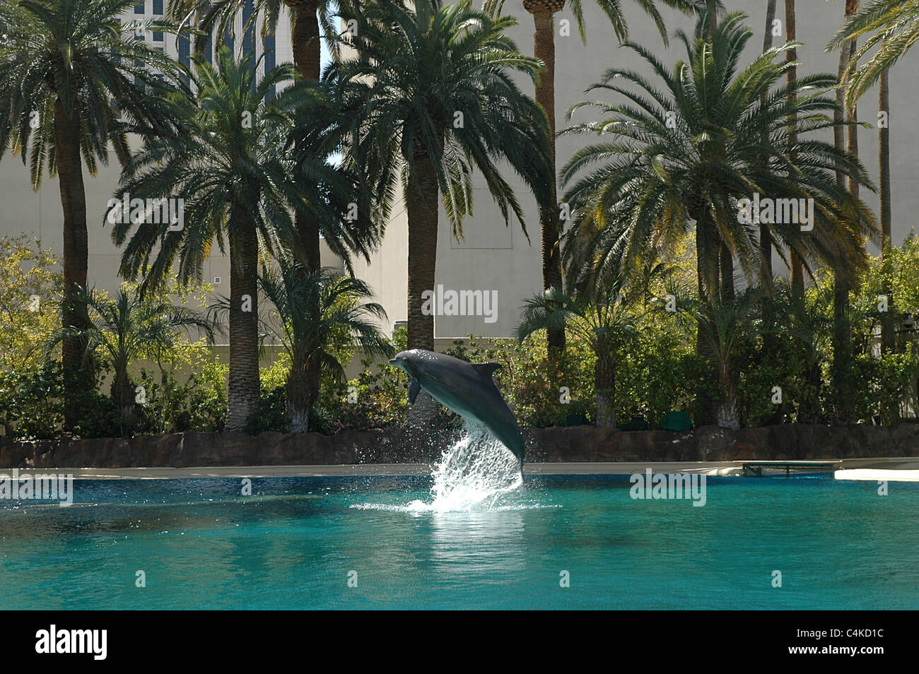 Ein Delfin führt einen Flip bei Siegfried & Roys Secret Garden und Dolphin Habitat im Mirage Hotel in Las Vegas. Stockfoto