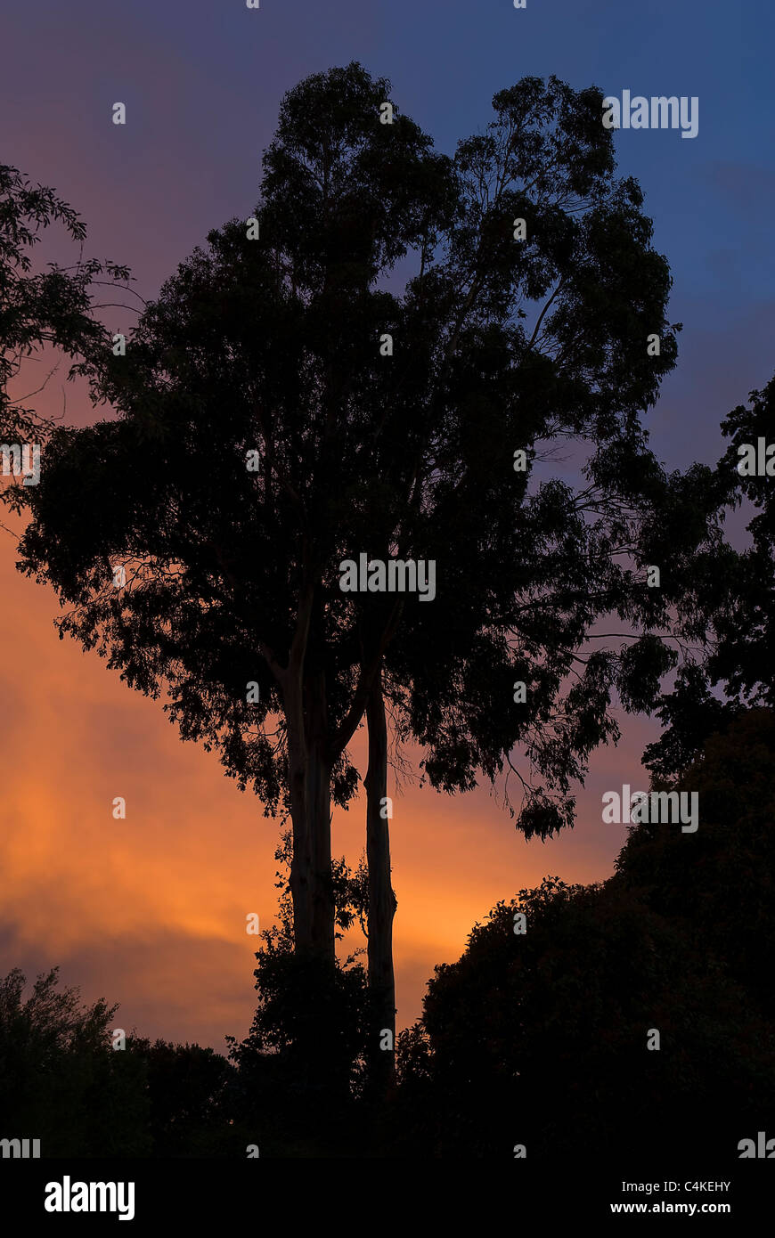 Eukalyptus-Bäume bei Sonnenuntergang Stockfoto