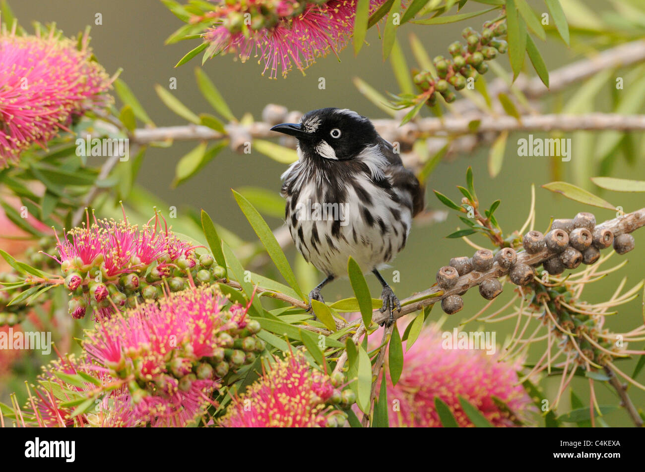 Neues Holland Honigfresser Phylidonyris Novaehollandiae fotografiert in Tasmanien, Australien Stockfoto