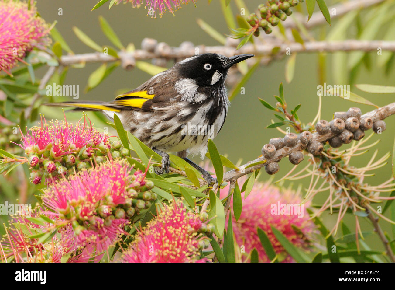 Neues Holland Honigfresser Phylidonyris Novaehollandiae fotografiert in Tasmanien, Australien Stockfoto