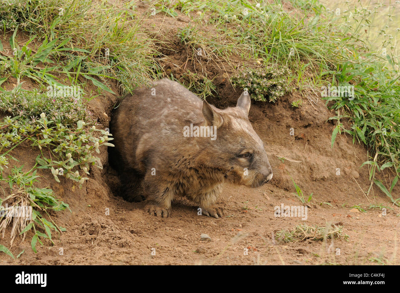 Südlichen Hairy-nosed Wombat Lasiorhinus Latifrons Erwachsenen am Eingang der Höhle. In Gefangenschaft. Fotografiert in Queensland, Australien Stockfoto