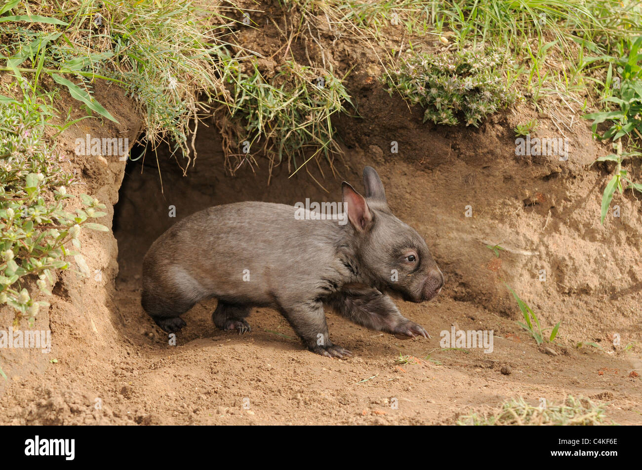 Südlichen Hairy-nosed Wombat Lasiorhinus Latifrons Juvenile am Eingang der Höhle. In Gefangenschaft. Fotografiert in Queensland, Australien Stockfoto