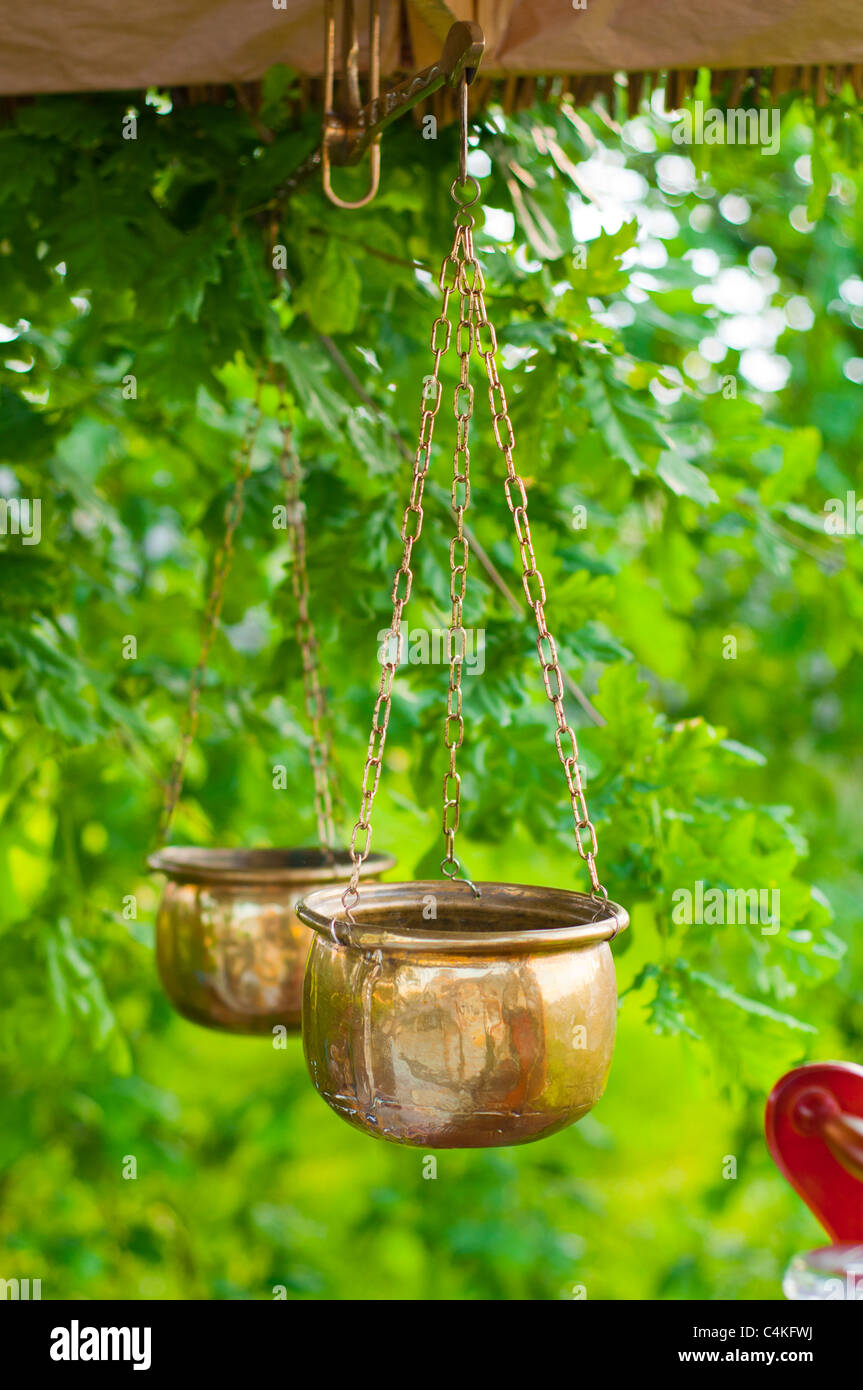 Gold, Schmuck-Skala im Garten Stockfoto