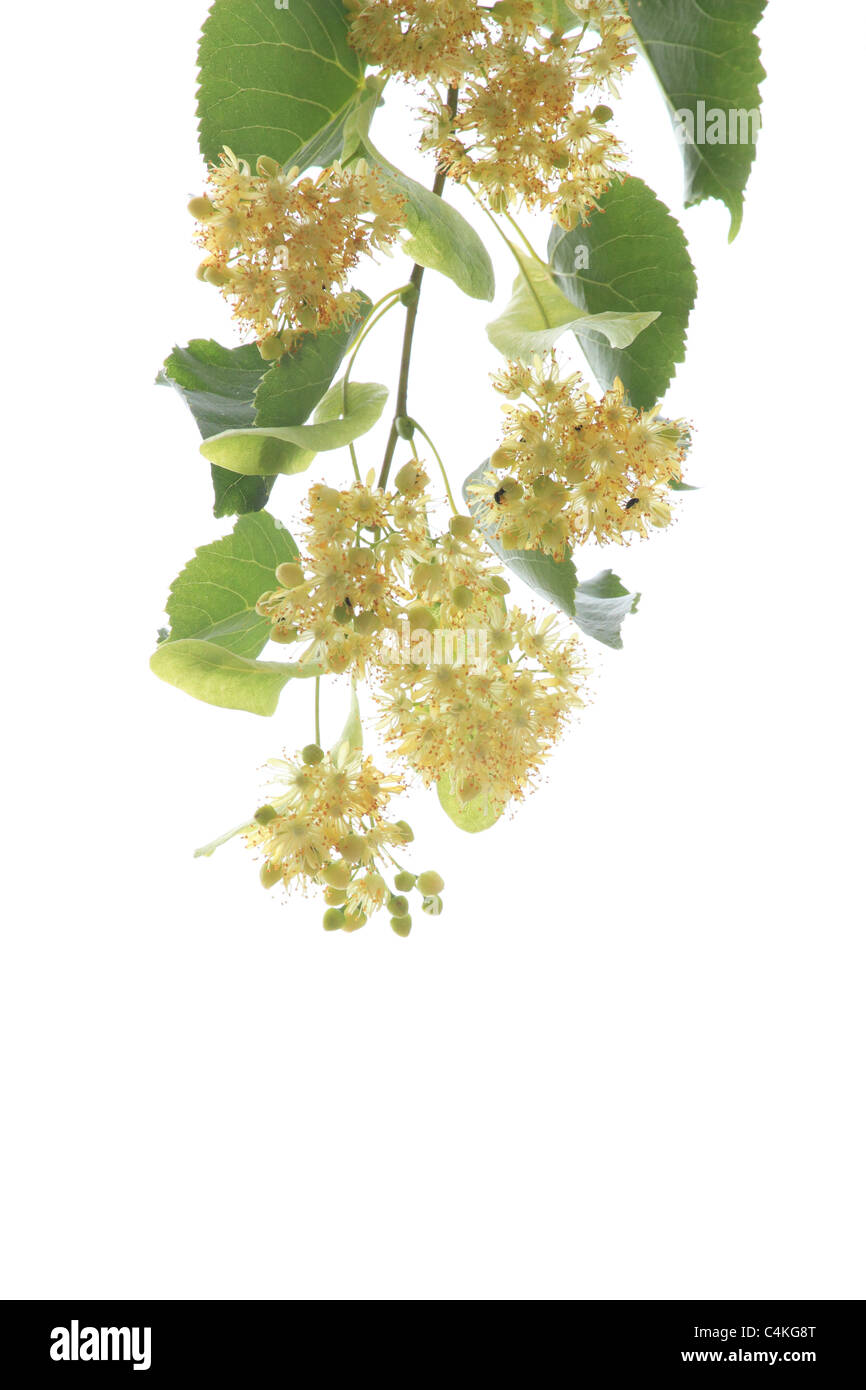 Die gelben Blüten der kleinen großblättrige Linde (Tilia Cordata) auf weißem Hintergrund. Ort: Männliche Karpaty, Slowakei. Stockfoto