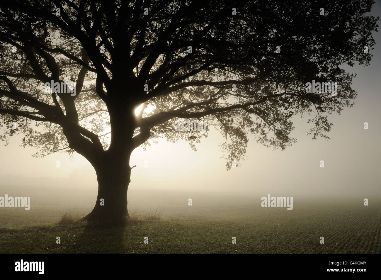 Ein einsamer Baum Buche (Fagus) in einem Feld an einem nebligen Herbstmorgen. Stockfoto