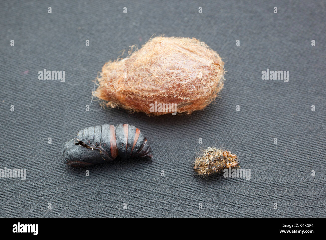 Kaiser Moth Cocoon; Saturnia Pavonia; Inhalt von cocoon Stockfoto