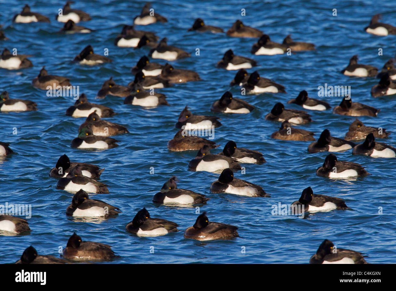 Reiherenten (Aythya Fuligula) Herde ruht auf See im Winter, Deutschland Stockfoto