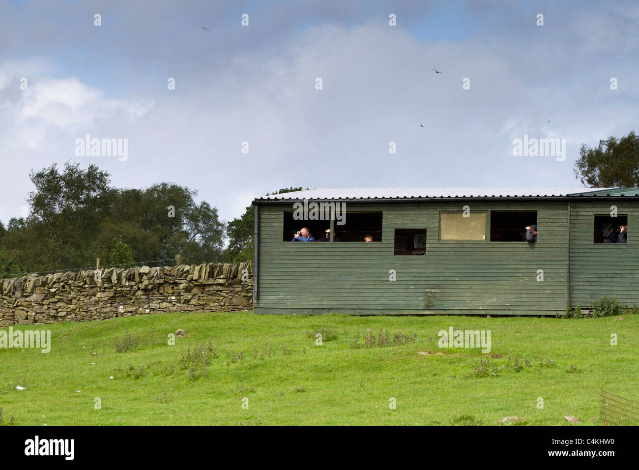 Rotmilan Fütterung Station; Bellymack Hill Farm, in der Nähe von Dumfries; Schottland Stockfoto