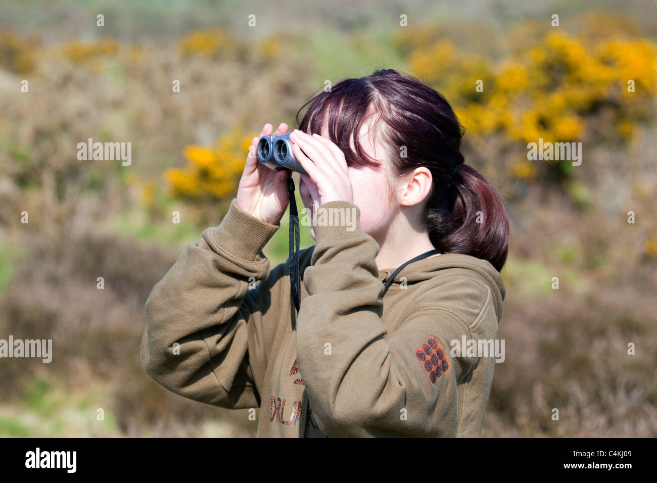 Mädchen-Vogelbeobachtung; Cornwall Stockfoto