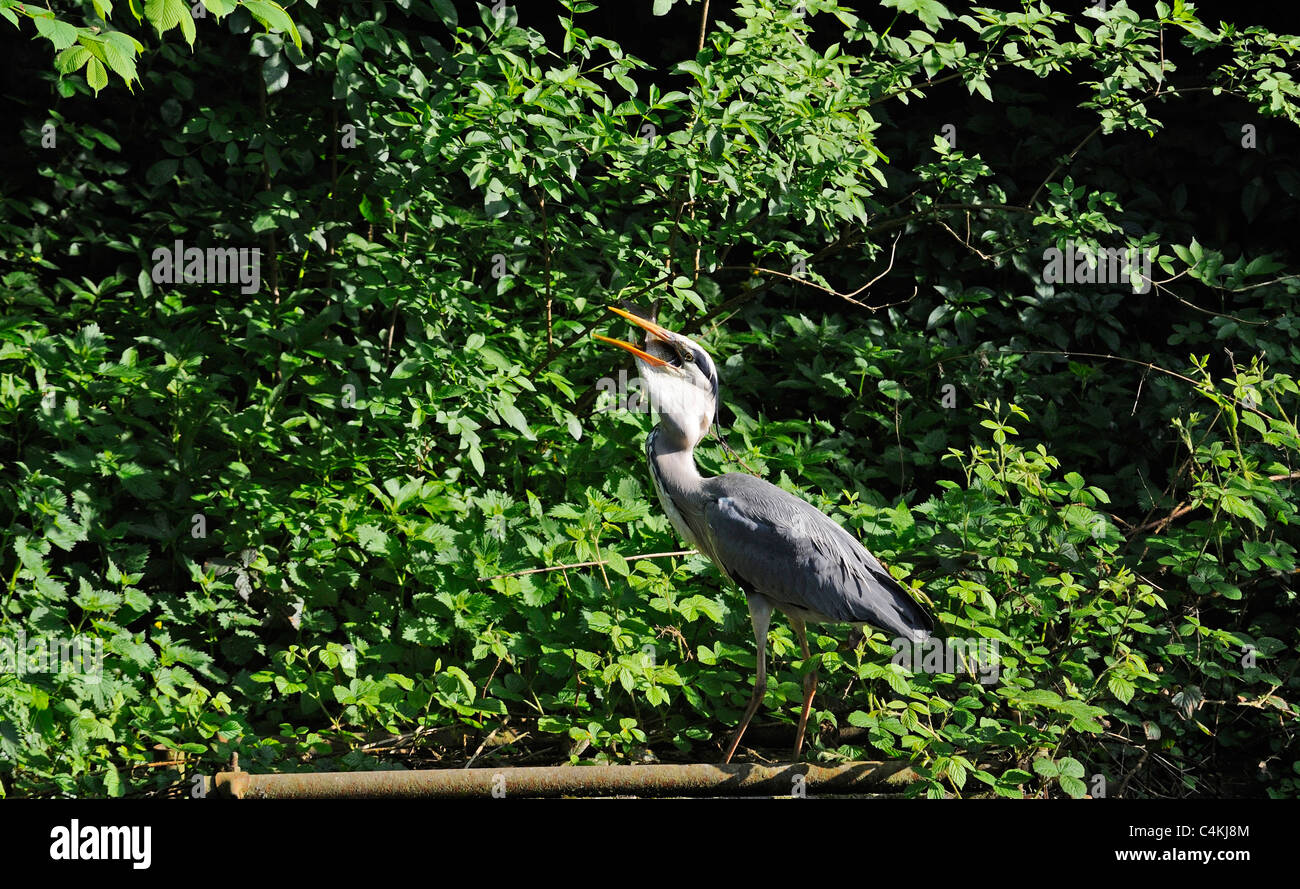 Erwachsenen Graureiher ein großer Fisch seine langen, schlanken Hals hinunter zu schlucken. Stockfoto