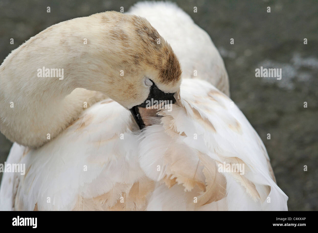 Juvenile Höckerschwan Federn putzen Stockfoto