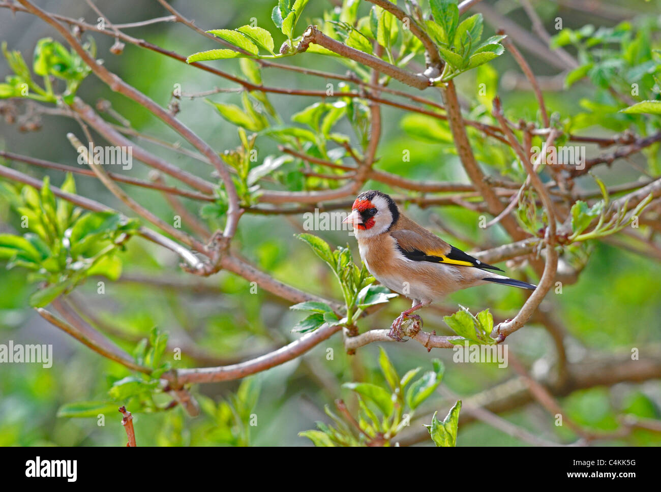 Erwachsenen Stieglitz Stockfoto