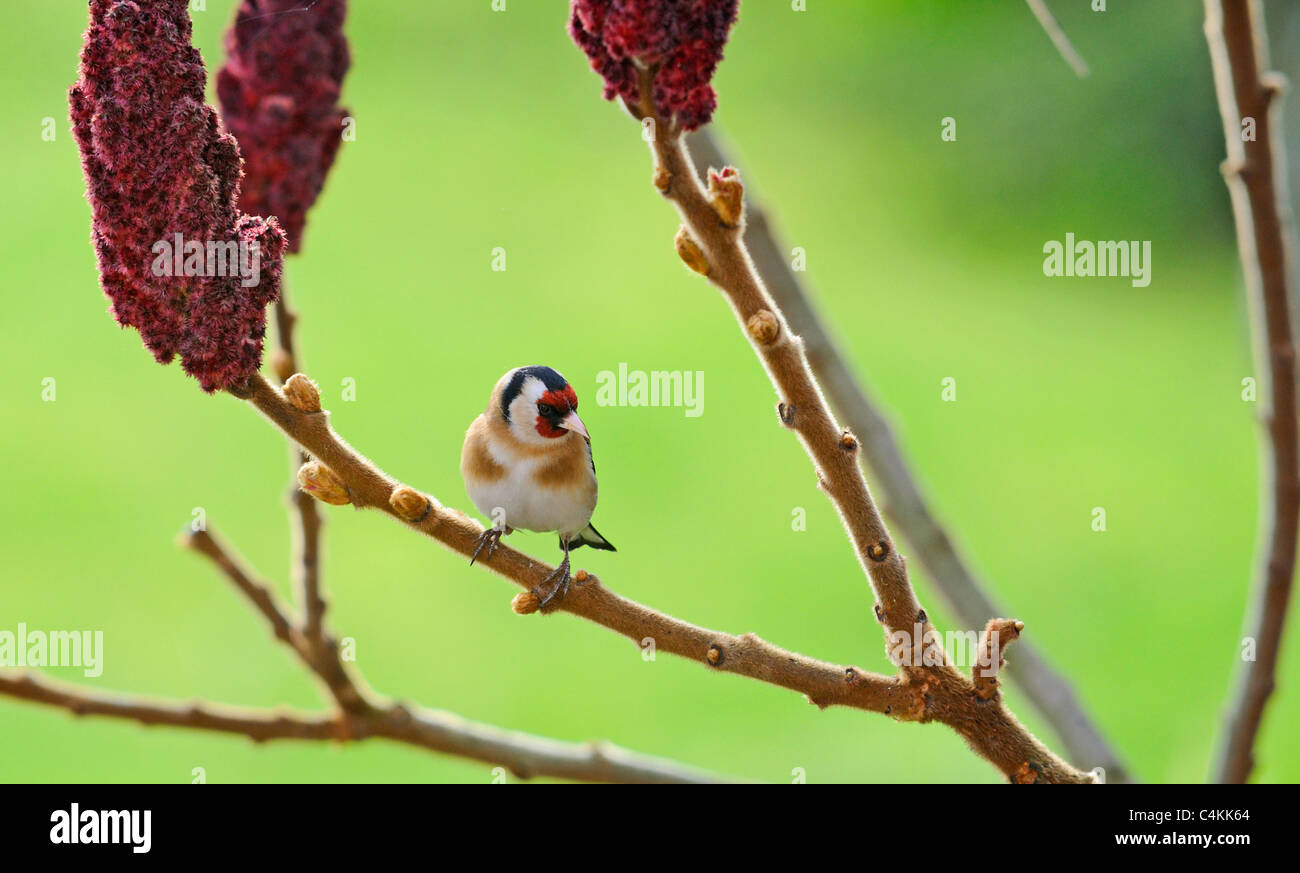Erwachsenen Stieglitz Stockfoto