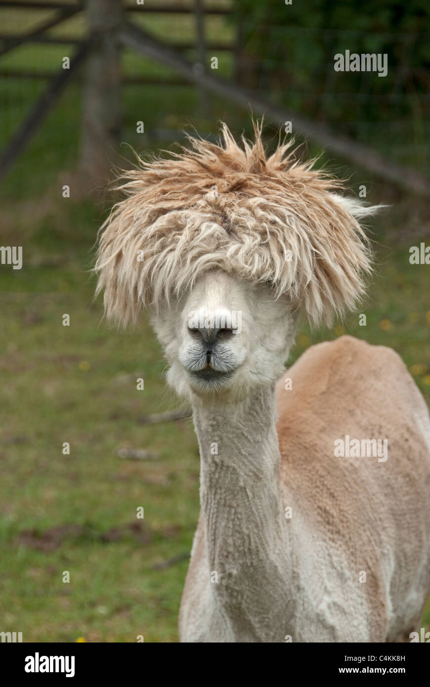 Alpaka Stockfoto