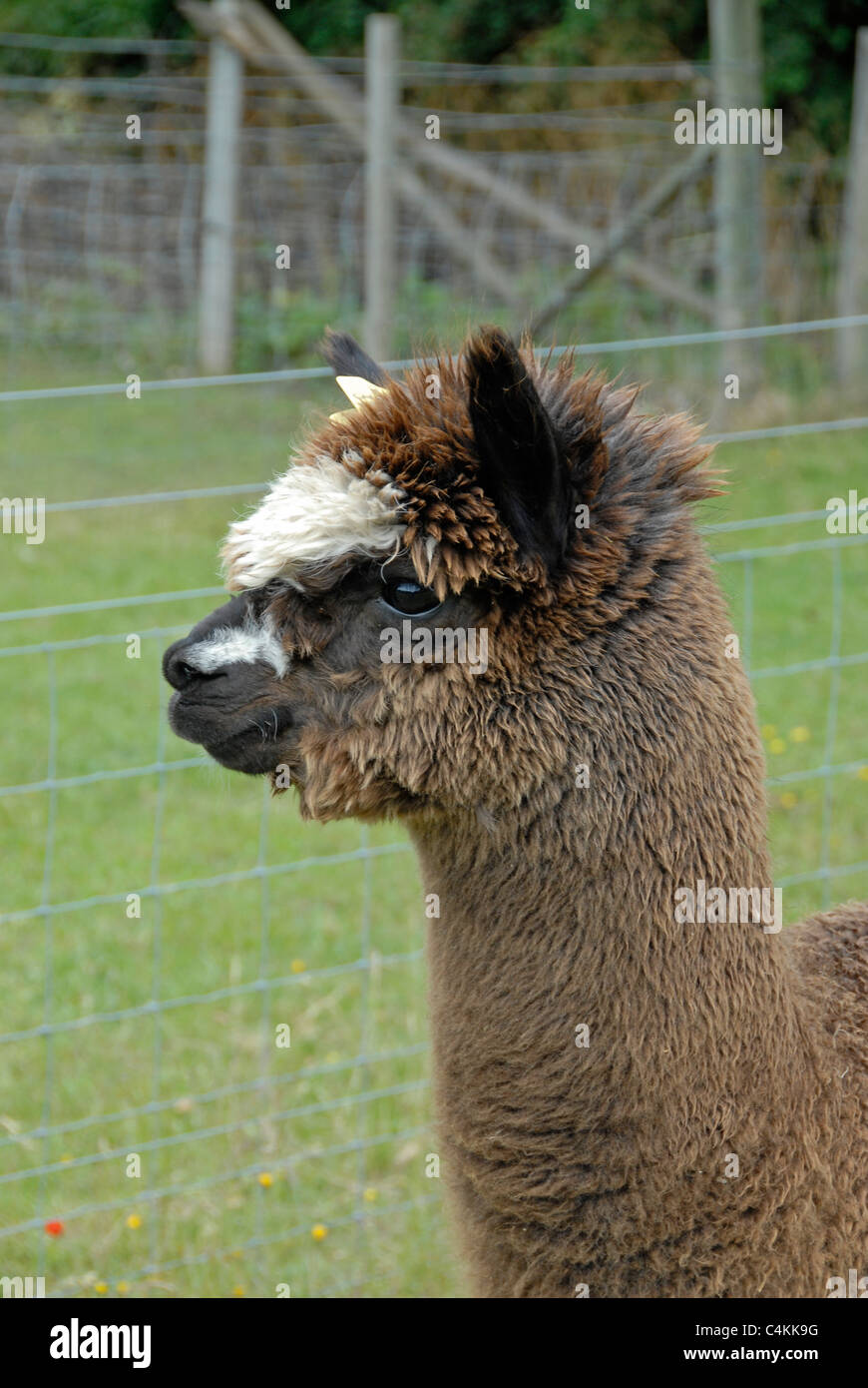 Alpaka Stockfoto