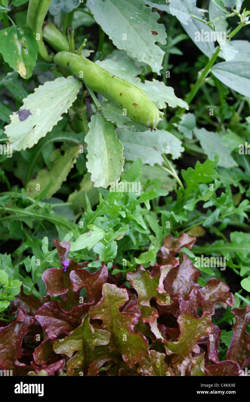 Dicke Bohnen, Rucola und Kopfsalat. Stockfoto