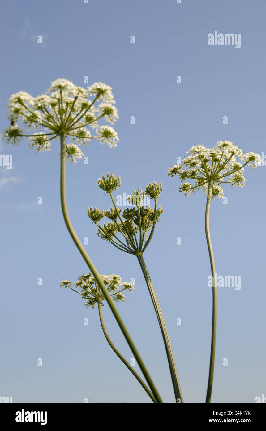 Anthriscus Sylvestris, bekannt als Kuh Petersilie, wilder Kerbel, wilde Schnabel Petersilie und Keck Stockfoto