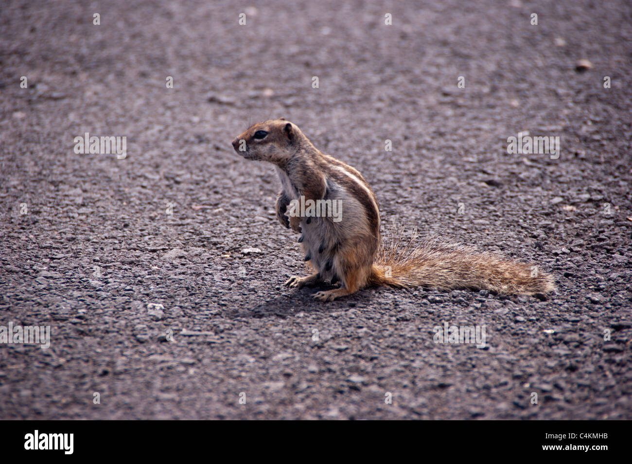 kleines Eichhörnchen auf der Straße Stockfoto