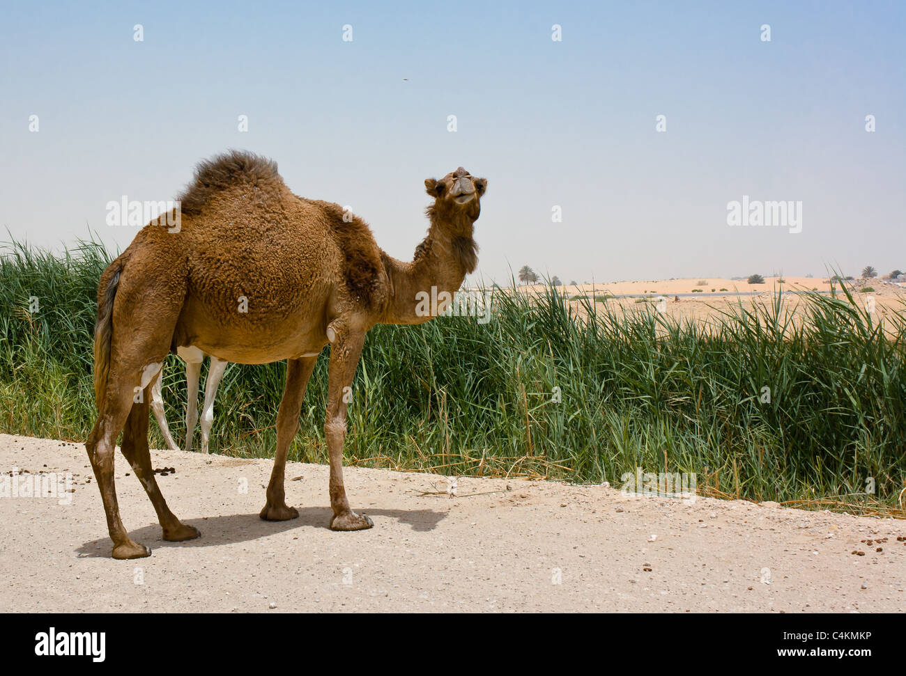 Dromedar, arabischen Kamels Camelus Dromedarius, in der Nähe von Dammam, in der östlichen Provinz von Saudi-Arabien Stockfoto