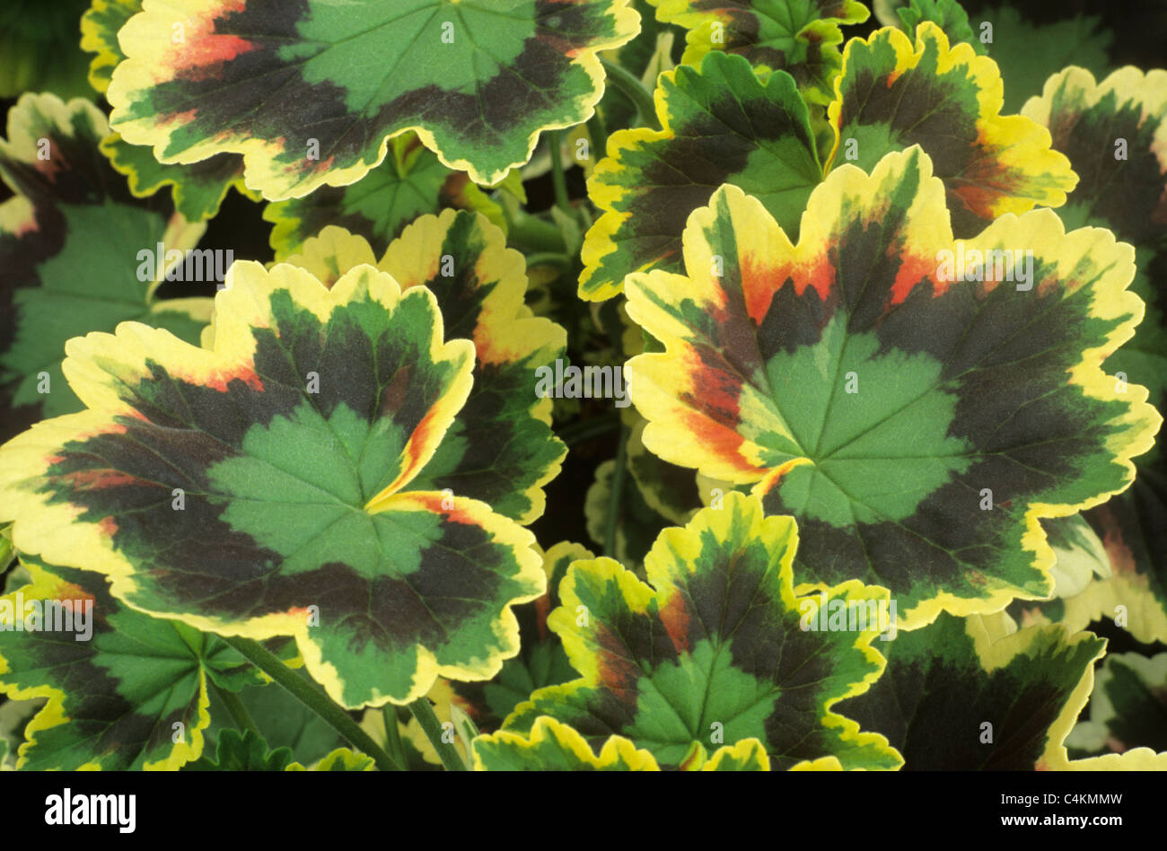 Pelargonium "Mrs Pollock", lässt bunte Blatt zonale Geranie Geranien