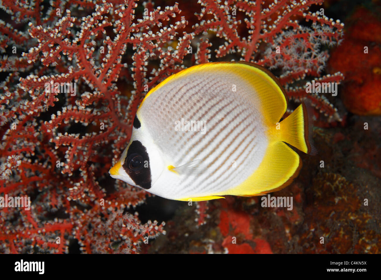 Eine philippinische Butterflyfish, auch bekannt als eine Augenklappe, oder Panda Butterflyfish, Chaetodontidae Adiergastos. Stockfoto