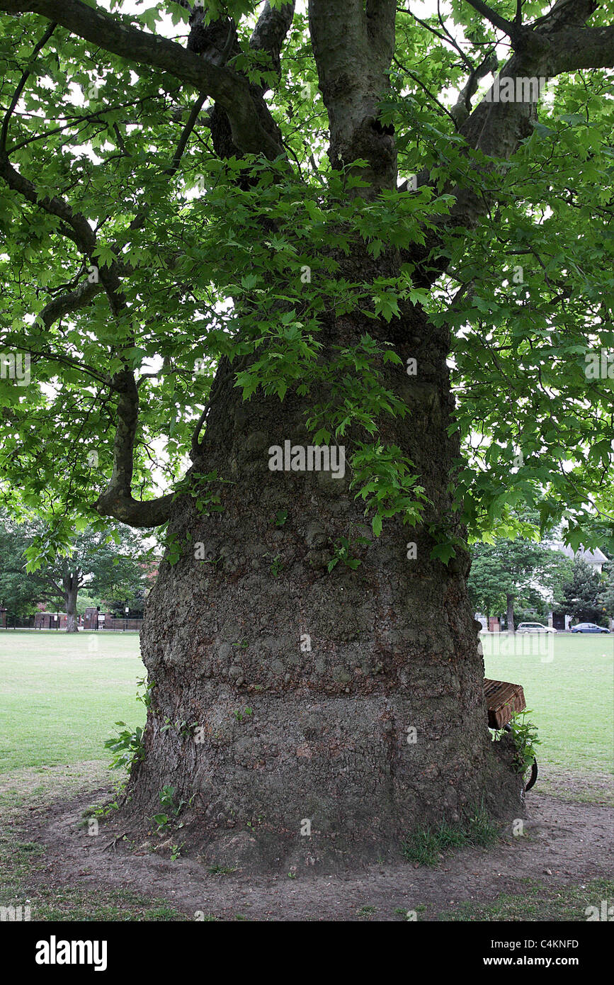 LONDON PLANE TREE, in der angenehmen Ravenscourt Park, dem größten Mönchen gleichend Baum jemals von Fotograf in London gesehen gesehen. Stockfoto