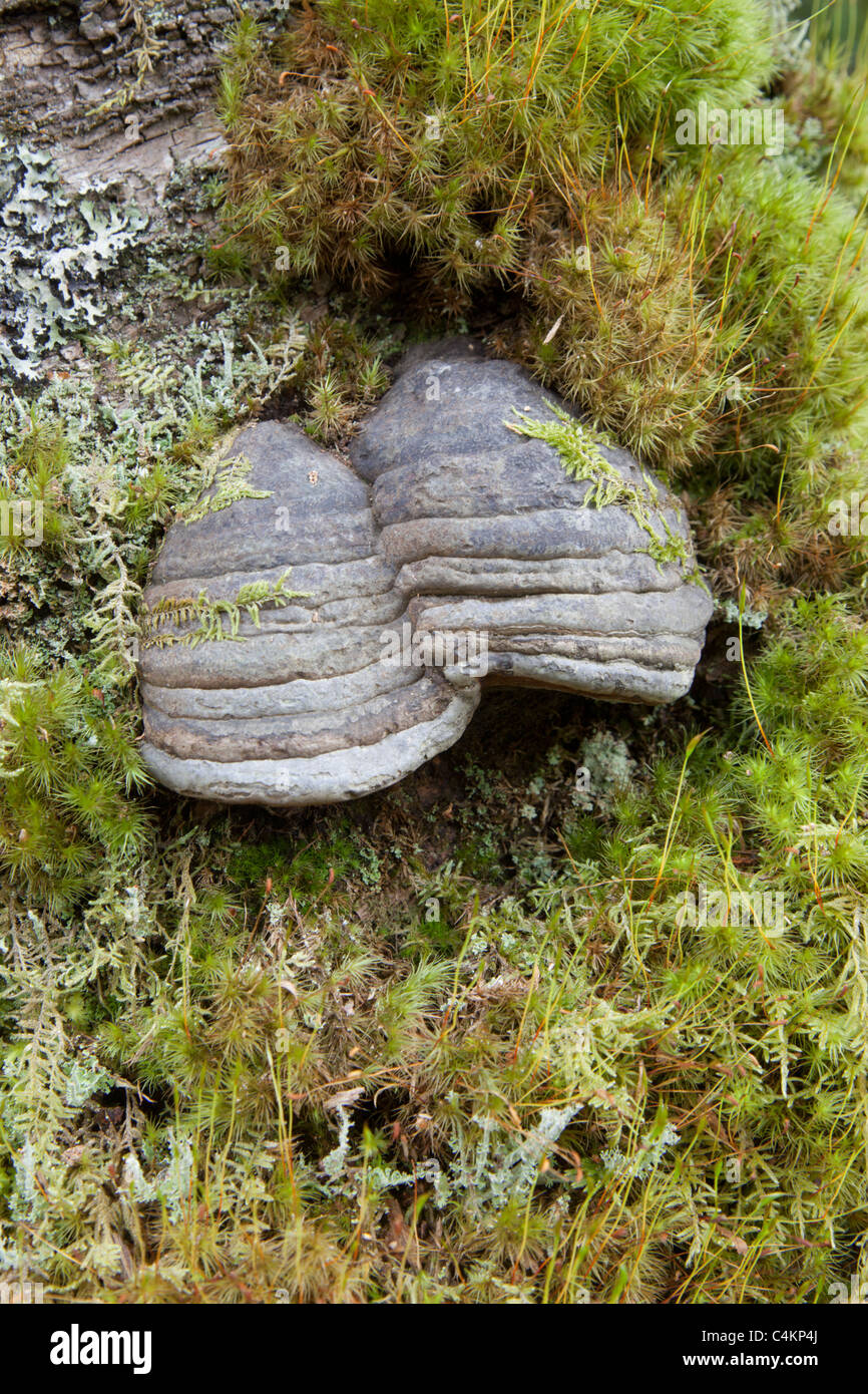 HUF-Pilz; Zündstoff Fomentarius; unter Moos Stockfoto