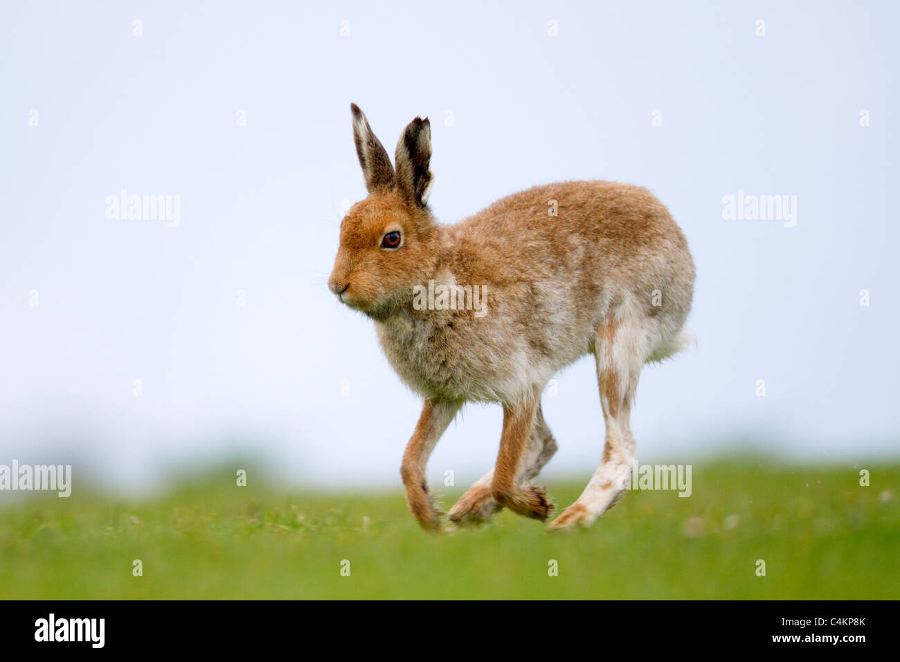 Irische Hase; Lepus Timidus Hibernicus; auf Mull; Schottland Stockfoto