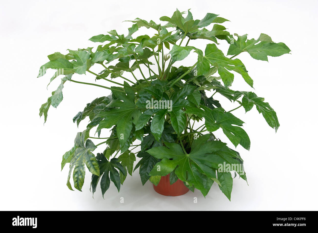 Fatsi, japanische Aralia (Fatsia Japonica), Topfpflanze. Studio Bild vor einem weißen Hintergrund Stockfoto
