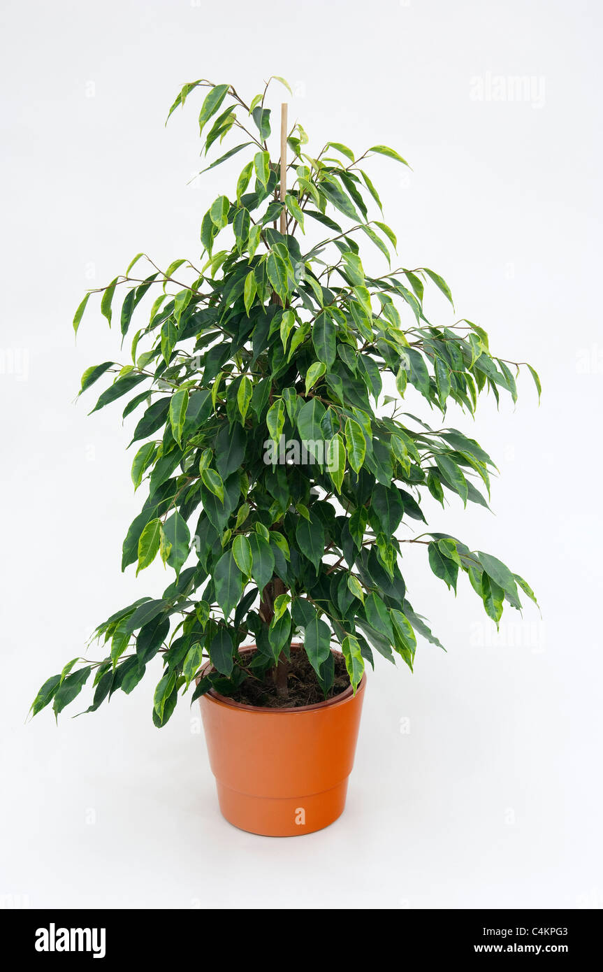 Benjamin Fig, Tropic Laurel, weinend Feigen (Ficus Benjamina). Topfpflanze. Studio Bild vor einem weißen Hintergrund Stockfoto