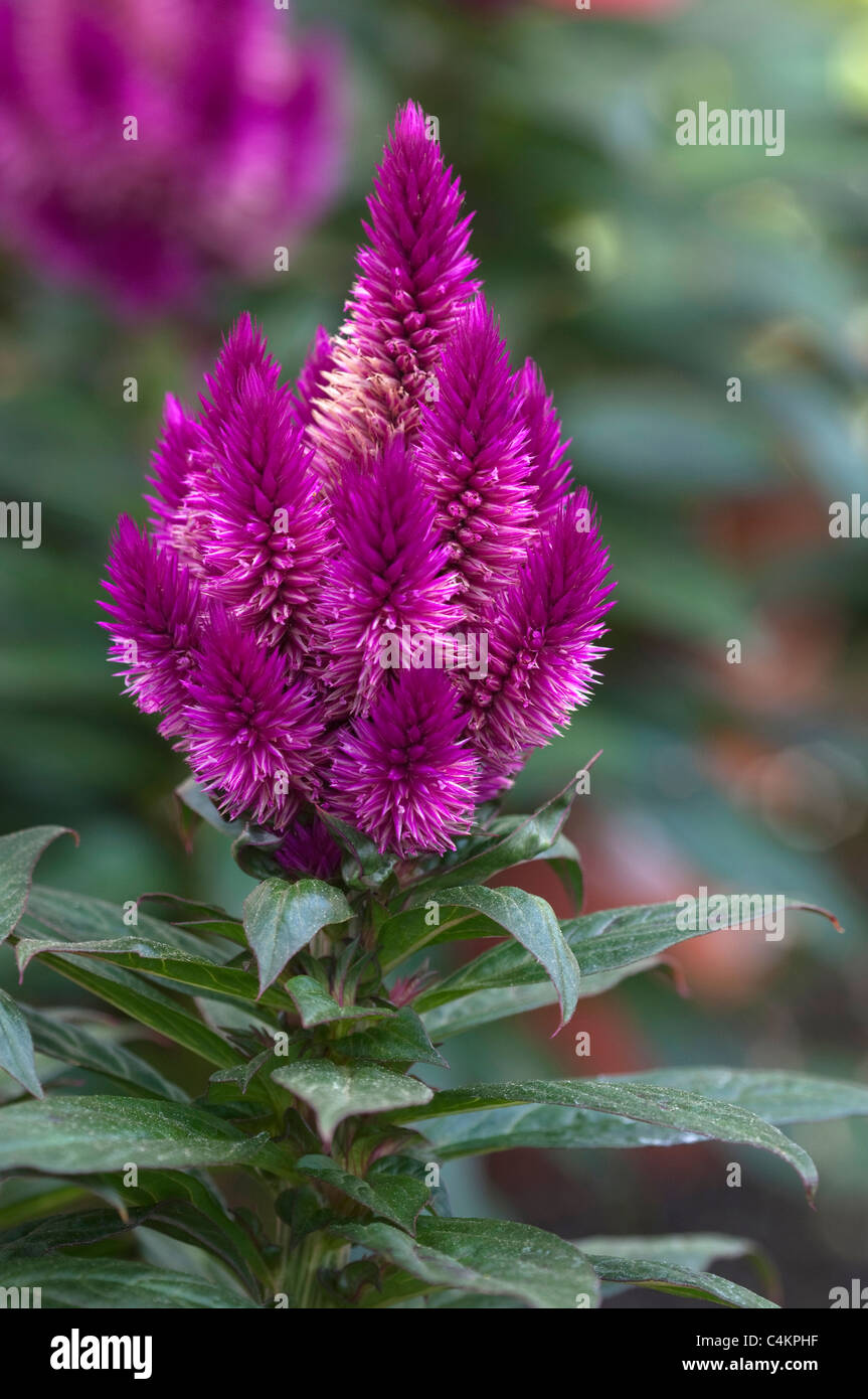 Gefiederte Hahnenkamm (Celosia Argentea). Lila Blüte Stockfotografie