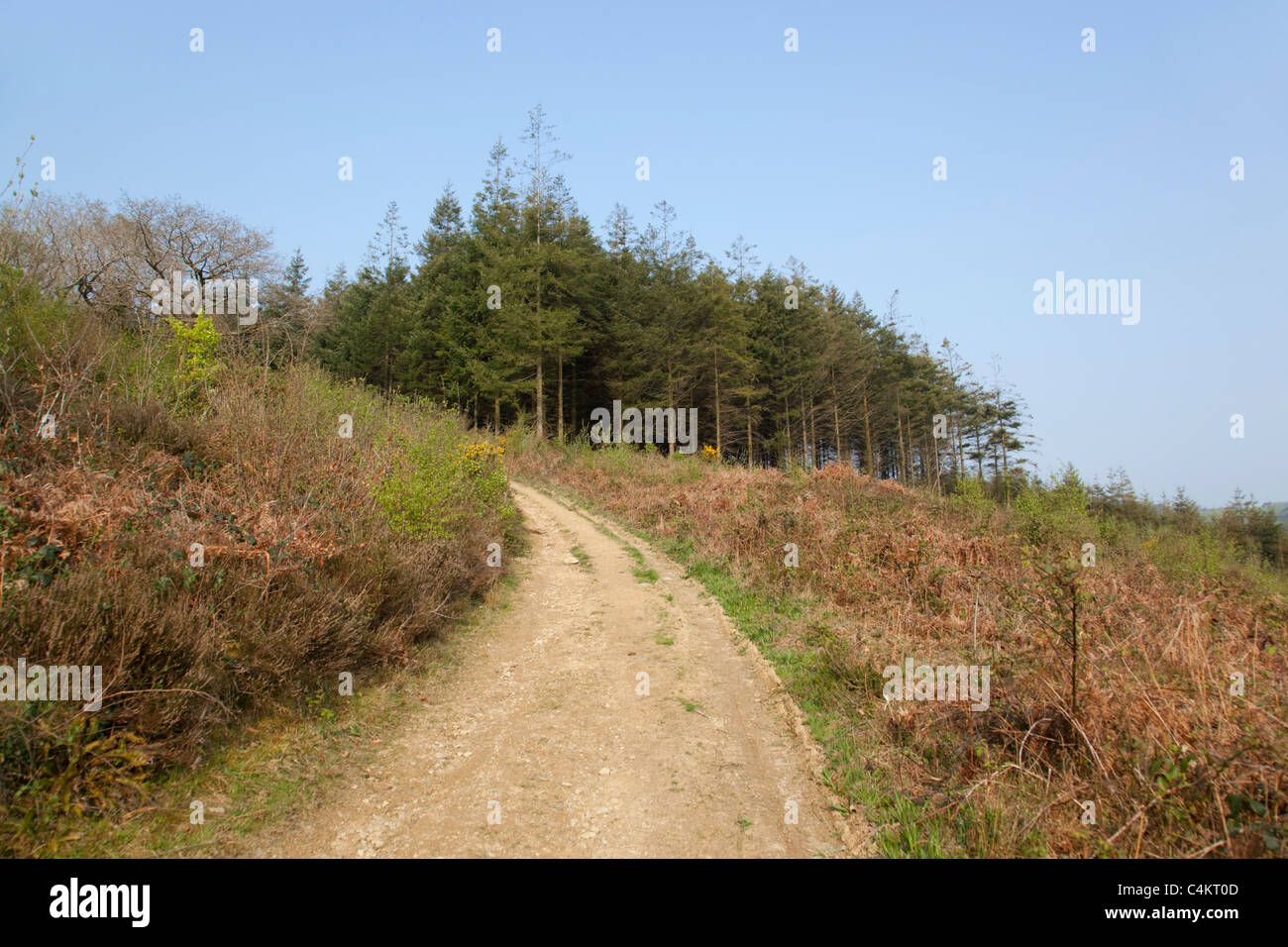 Ladock Holz; Cornwall; im Besitz von Herzogtum von Cornwall Stockfoto