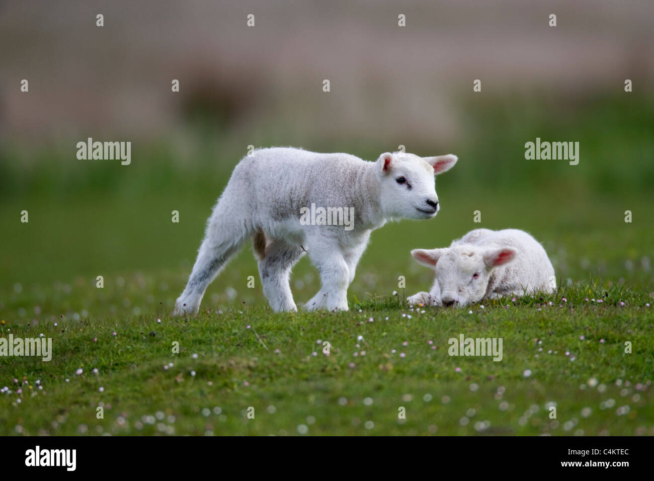 Lämmer; Frühling; Schottland Stockfoto