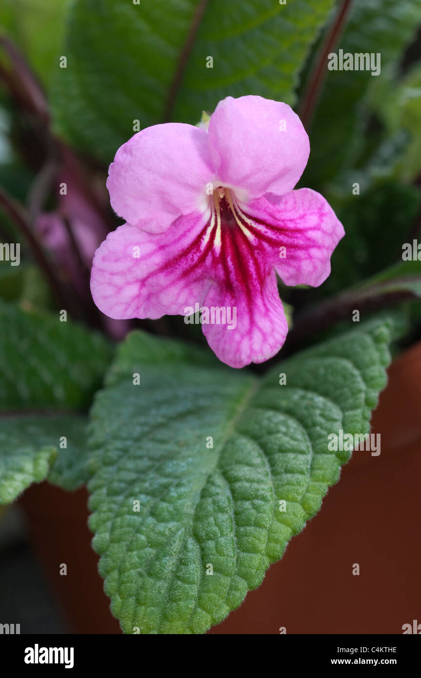 Streptocarpus (Streptocarpusx Hybridus), rosa Blume. Stockfoto