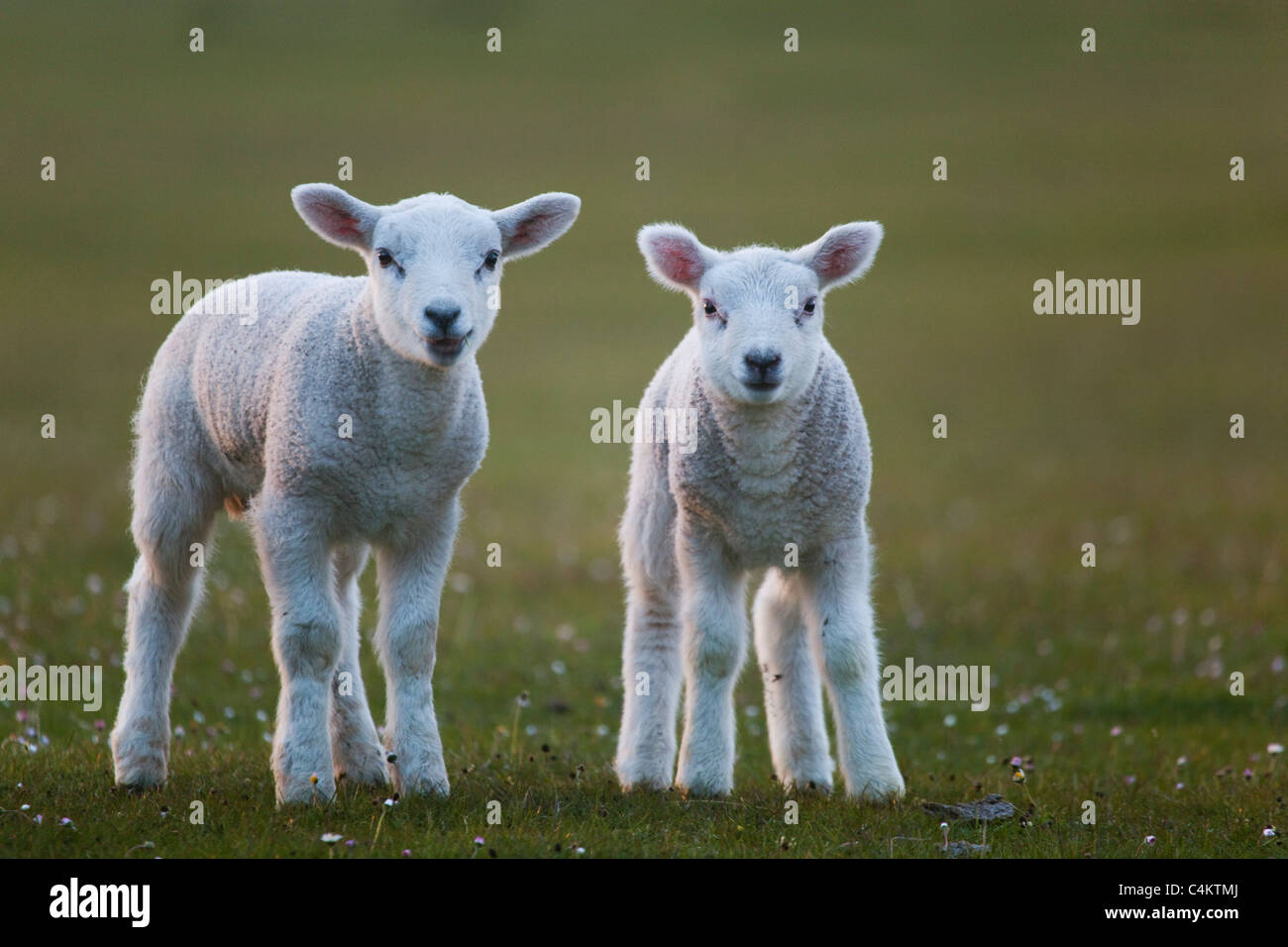 Lämmer; Frühling; Schottland Stockfoto
