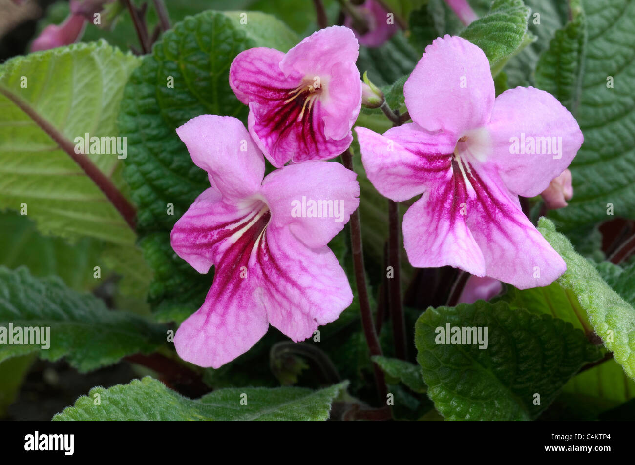 Streptocarpus (Streptocarpusx Hybridus), rosa Blüten. Stockfoto