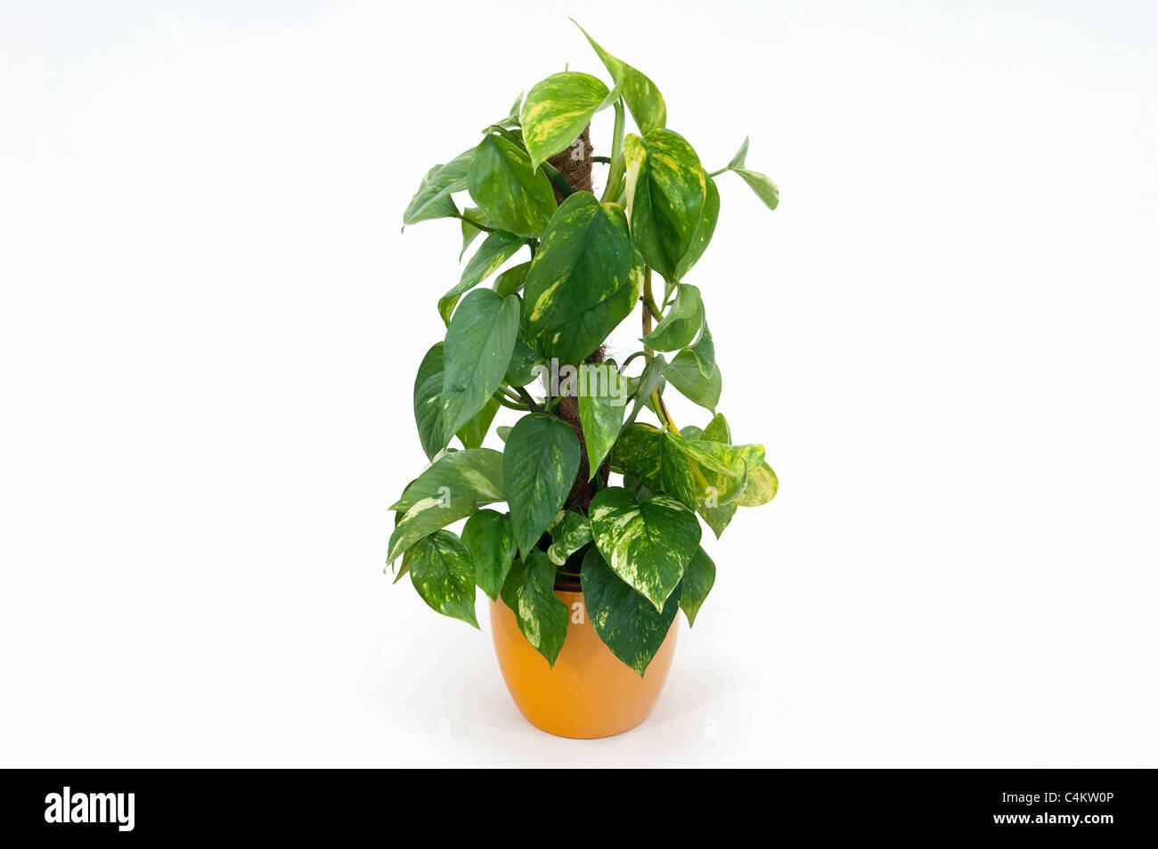 Pothos, Silber Rebe (Efeutute Aureum), Topfpflanze. Studio Bild vor einem weißen Hintergrund Stockfoto