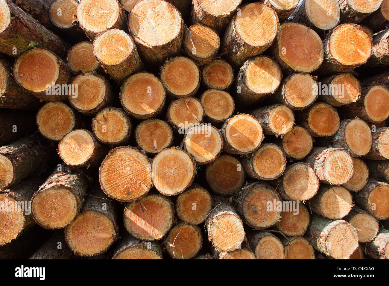 Bäume geerntet; Protokoll-Stapel; While; Cornwall Stockfoto