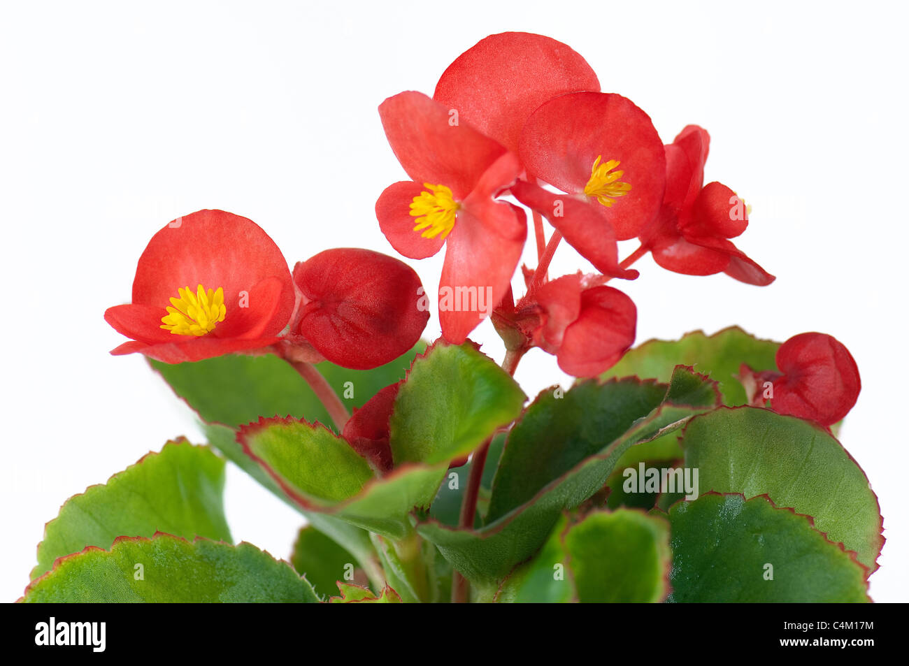Begonia Wachs, Wachs-Blatt-Begonie (Begonia x Semperfloren-Cultorum), rot blühende Pflanze. Studio Bild vor einem weißen Hintergrund Stockfoto
