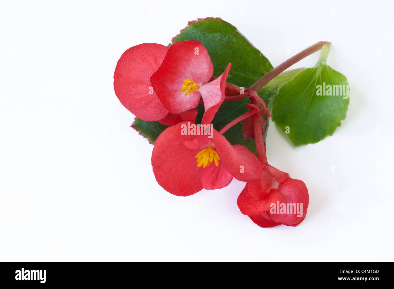 Begonia Wachs, Wachs-Blatt-Begonie (Begonia x Semperfloren-Cultorum), rote Blüten und Blätter. Studio Bild. Stockfoto