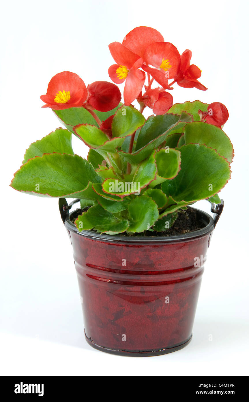 Begonia Wachs, Wachs-Blatt-Begonie (Begonia x Semperfloren-Cultorum), rot blühende Topfpflanze. Stockfoto