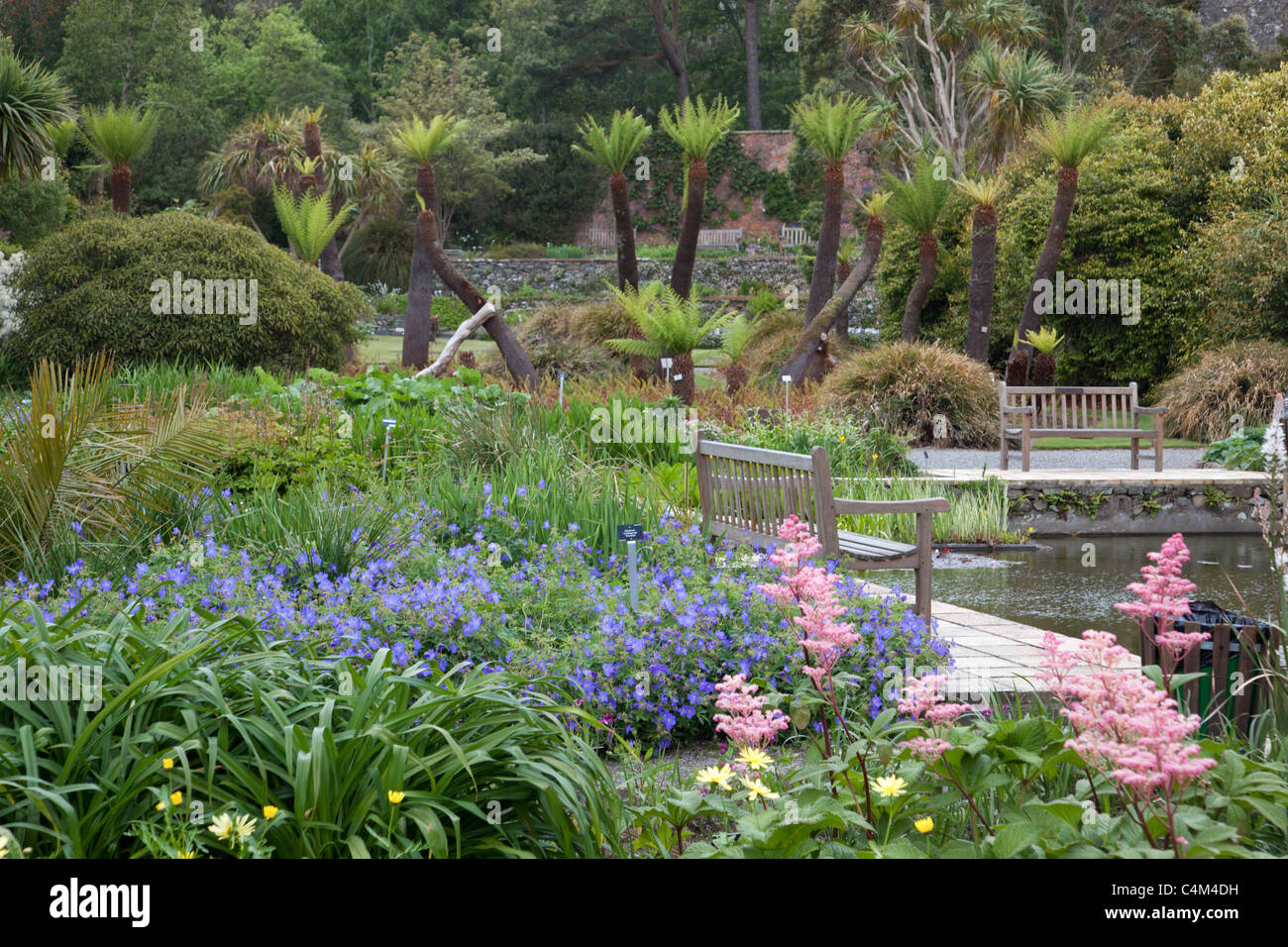 Logan Botanischer Garten; Dumfries und Galloway; Schottland Stockfoto