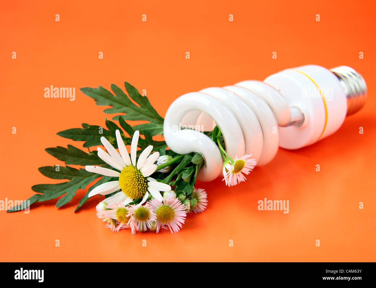 Energiesparende Glühbirne mit Gänseblümchen - ein Konzept wird den Planeten retten Stockfoto