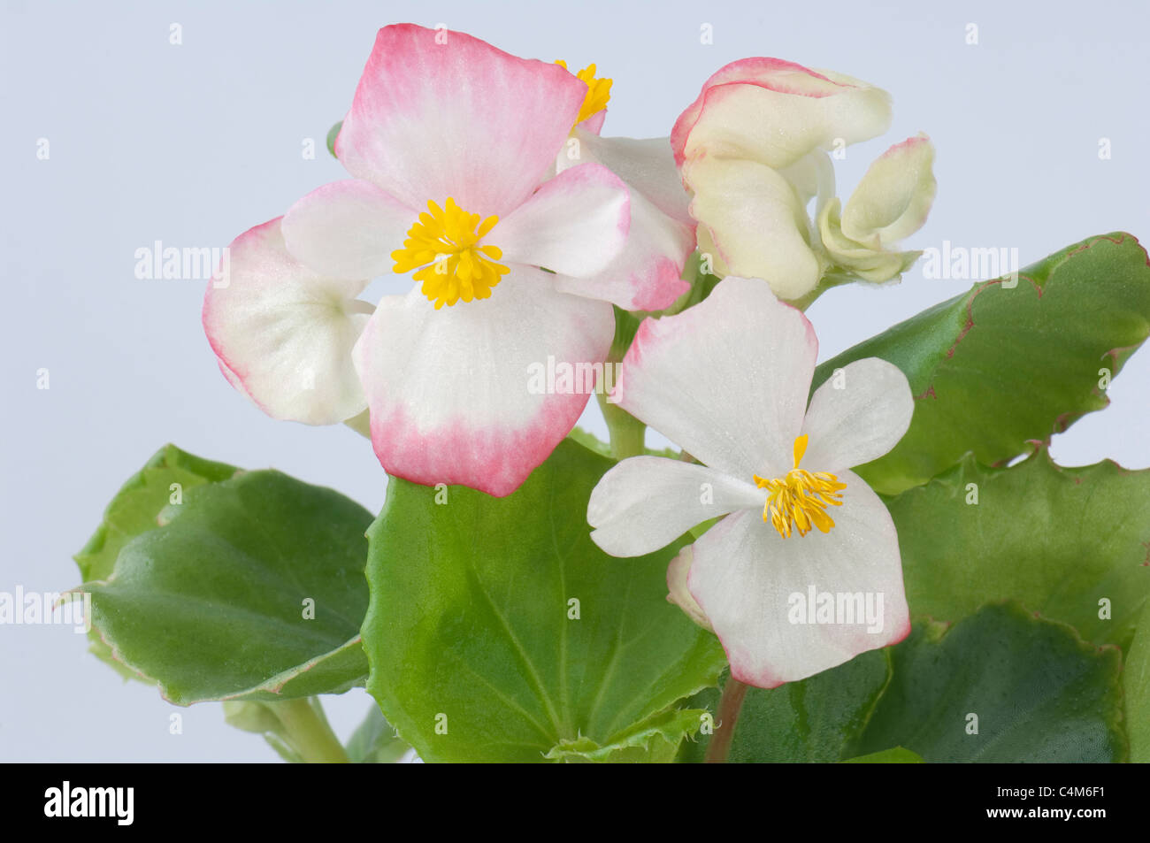 Begonia Wachs, Wachs-Blatt-Begonie (Begonia x Semperfloren-Cultorum), rosa und weiß blühenden Pflanze. Stockfoto