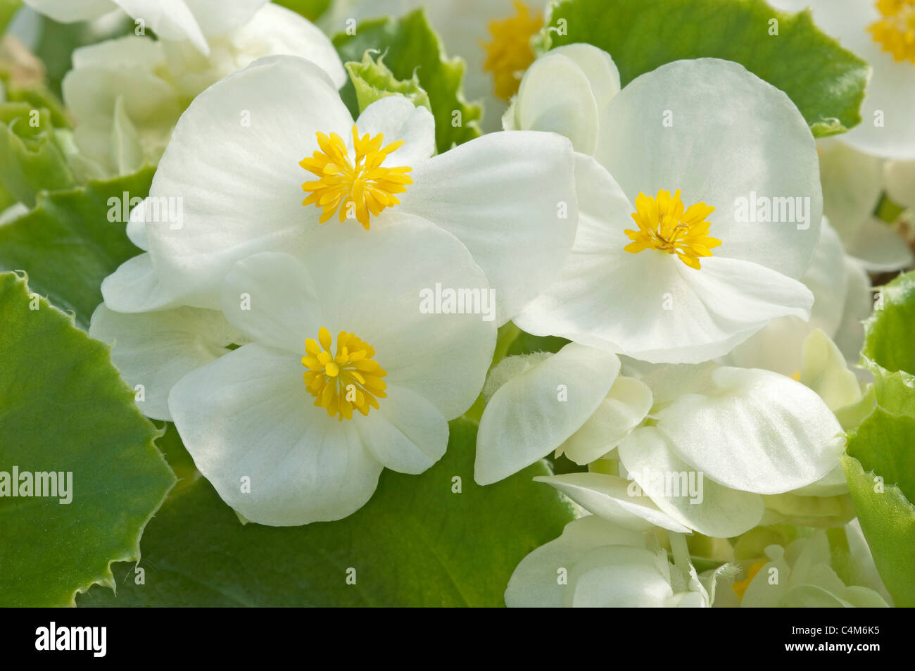 Begonia Wachs, Wachs-Blatt-Begonie (Begonia x Semperfloren-Cultorum). Nahaufnahme einer weiß blühenden Pflanze. Stockfoto